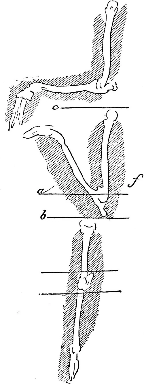 原刊で第267章に隣接する挿図(1890年版・印刷100頁)