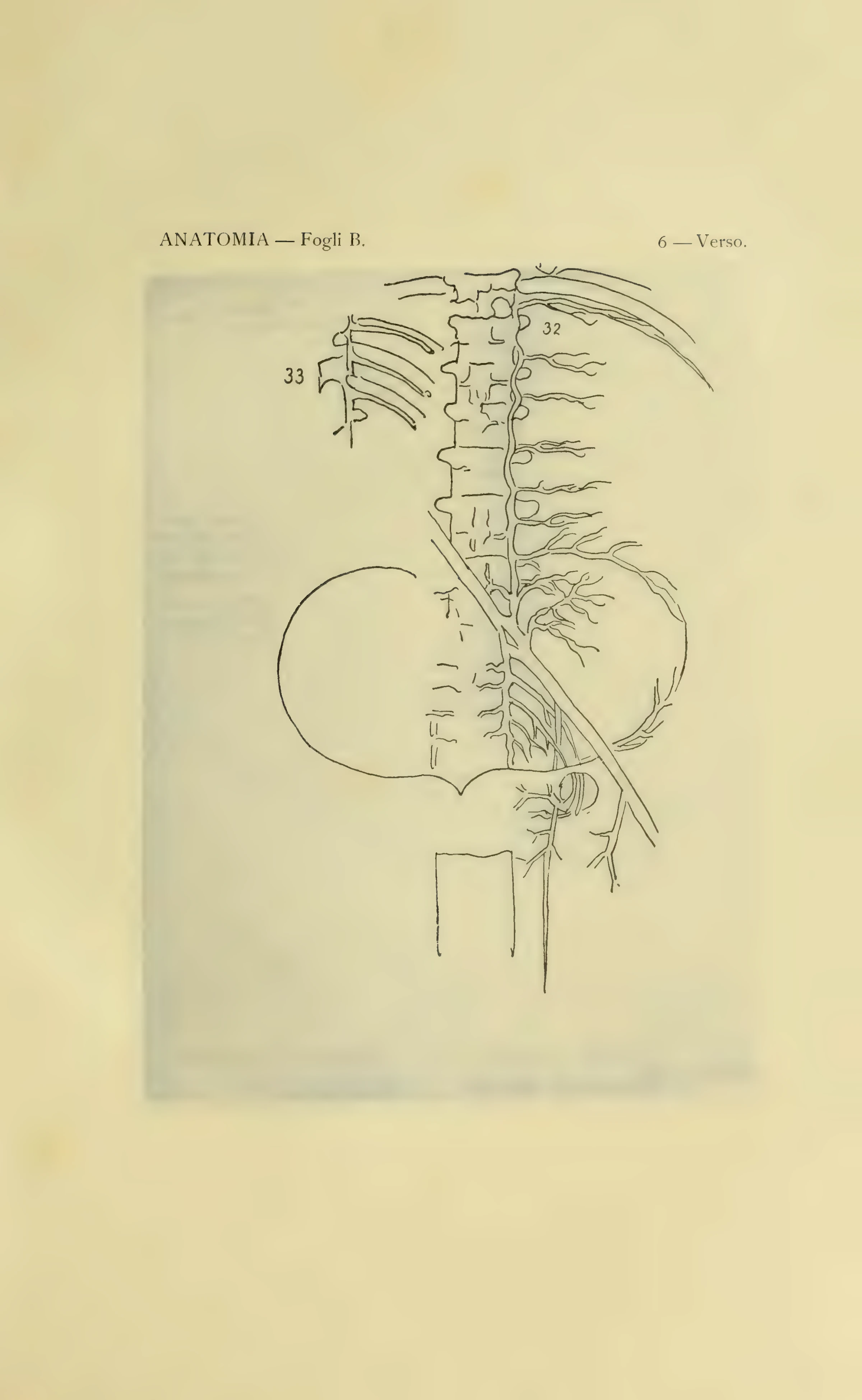 ウィンザー解剖手稿B 6葉裏の図32–33を含む1901年版の図番号付き保護紙。