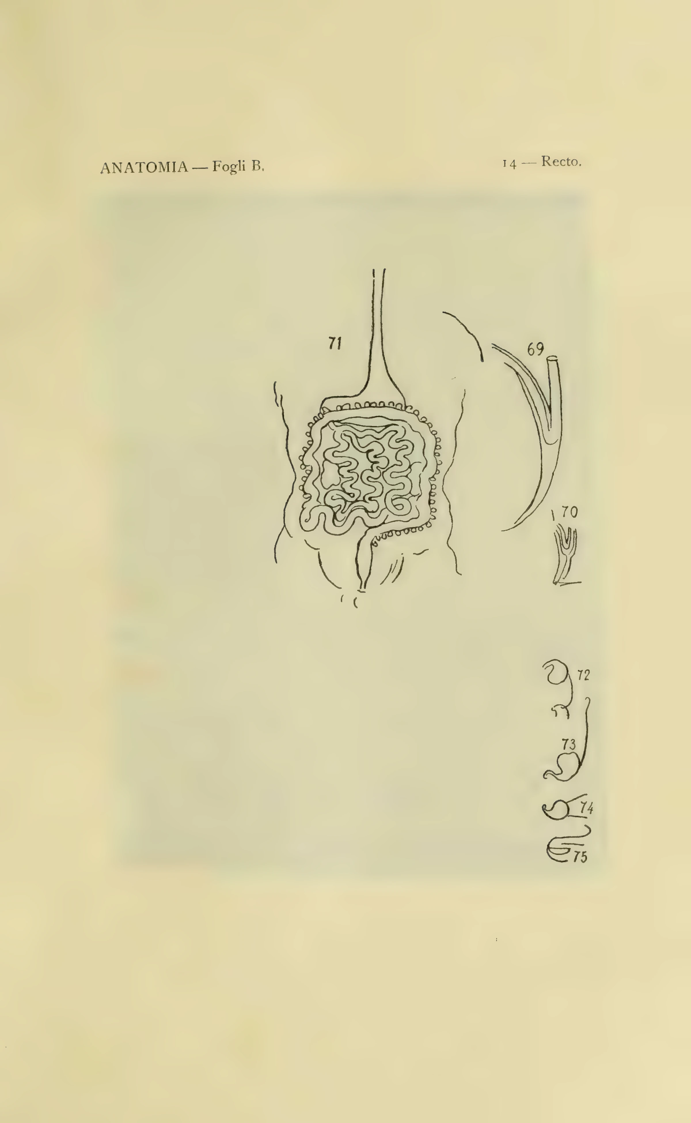 ウィンザー解剖手稿B 14葉表の図69–75を含む1901年版の図番号付き保護紙。