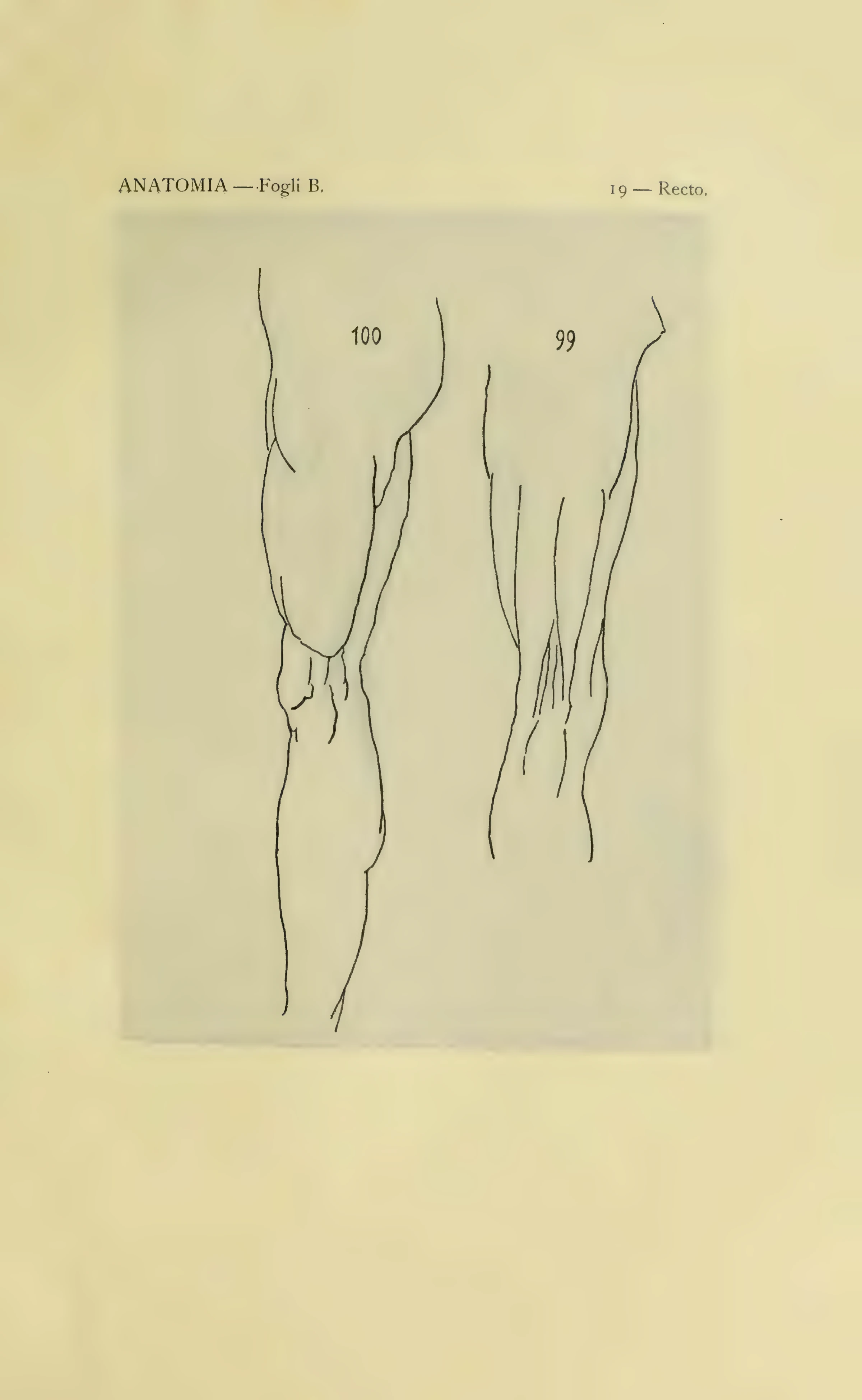ウィンザー解剖手稿B 19葉表の図99–100を含む1901年版の図番号付き保護紙。