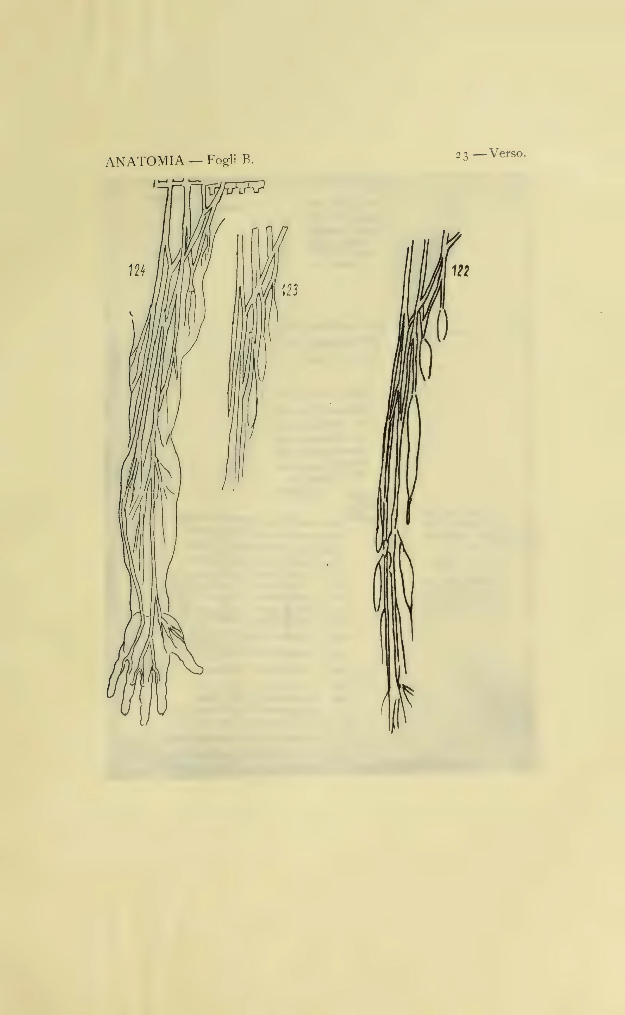 ウィンザー解剖手稿B 23葉裏の図122–124を含む1901年版の図番号付き保護紙。
