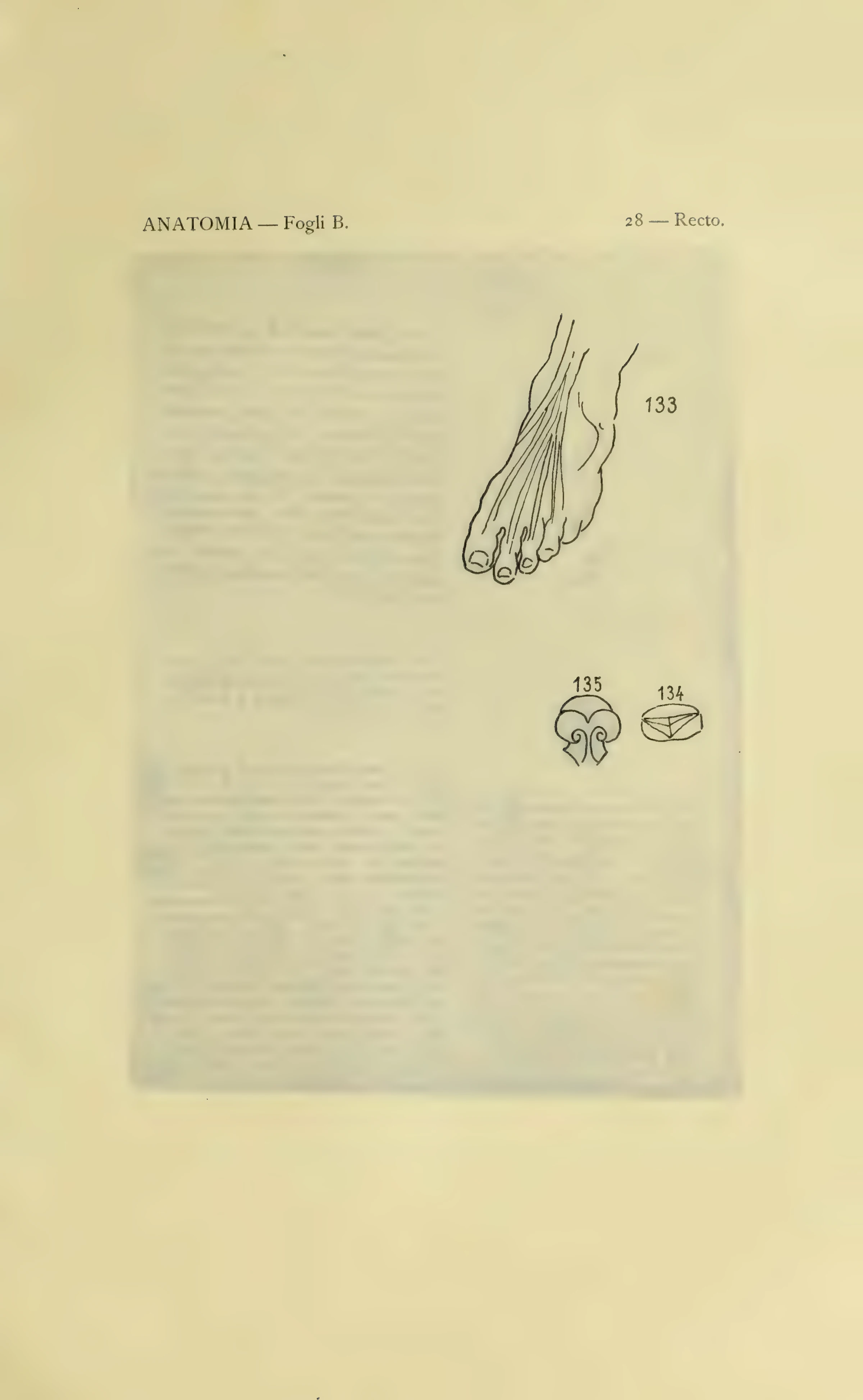 ウィンザー解剖手稿B 28葉表の図133–135を含む1901年版の図番号付き保護紙。
