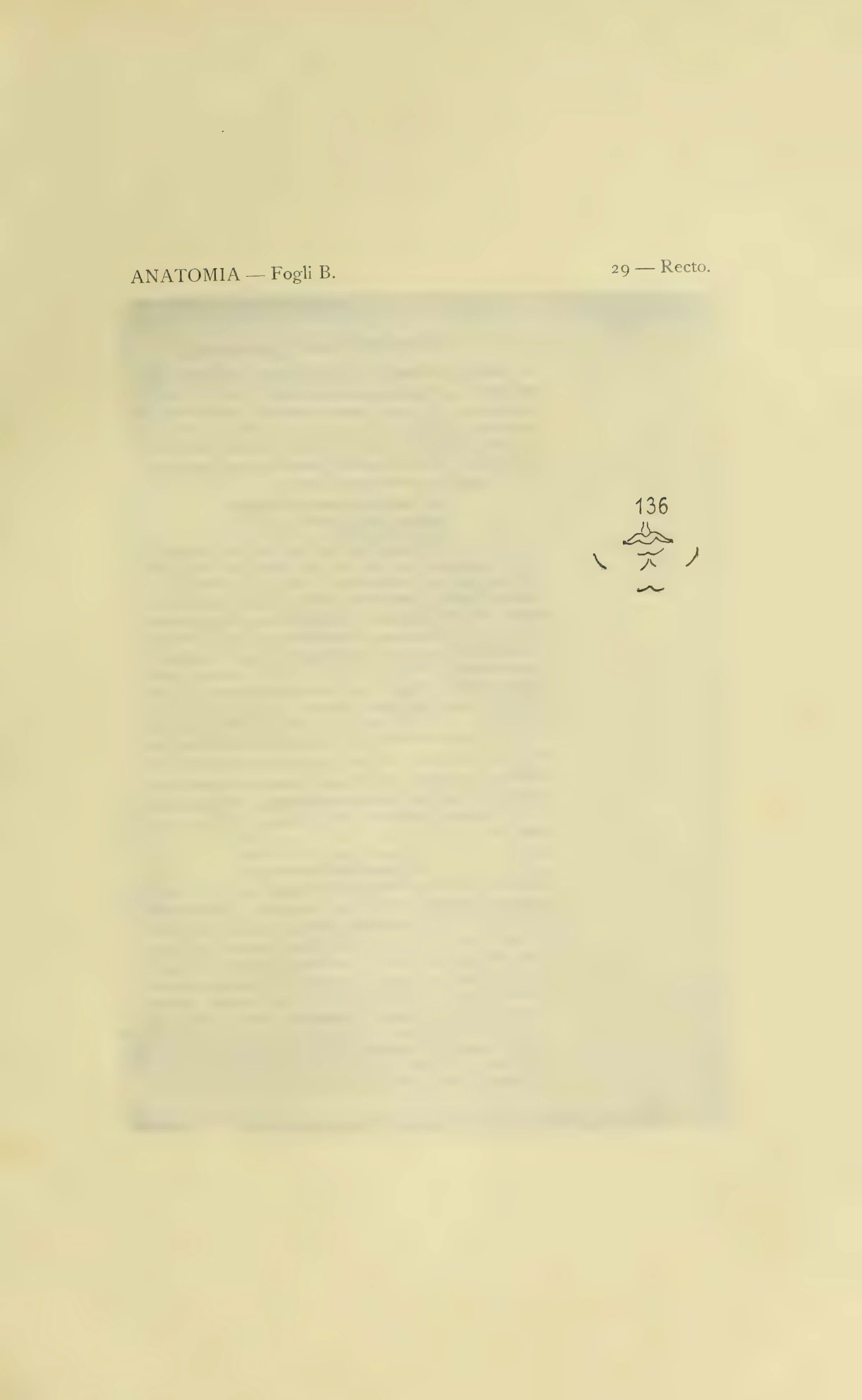 ウィンザー解剖手稿B 29葉表の図136を含む1901年版の図番号付き保護紙。