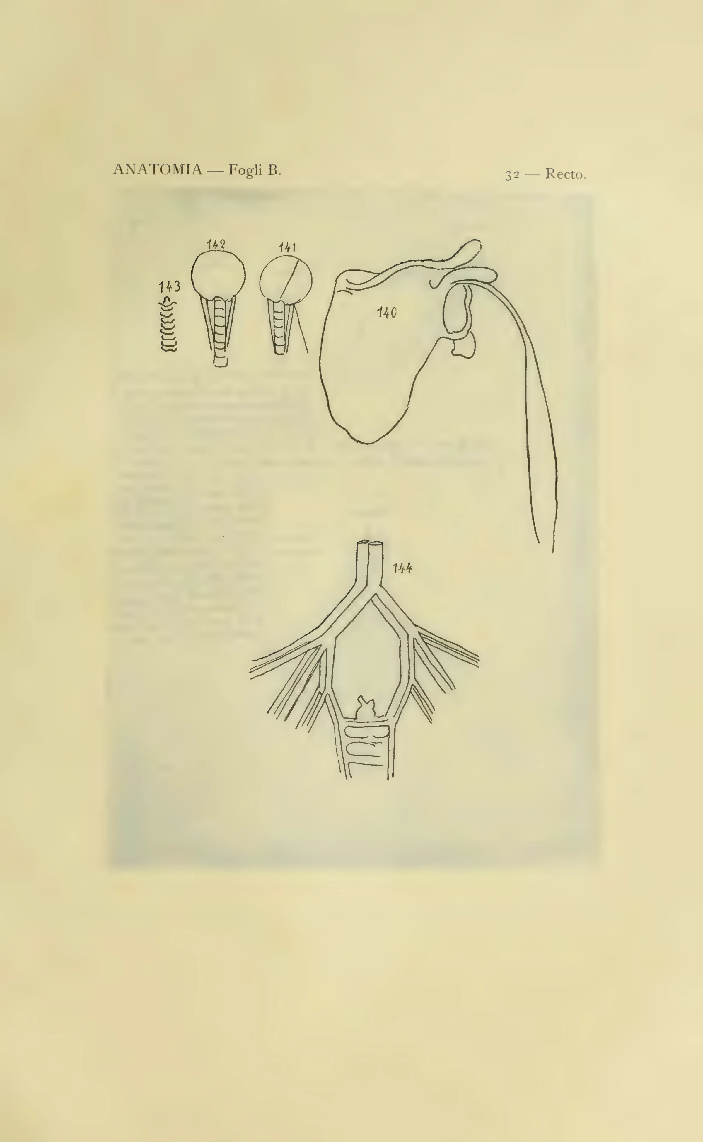 ウィンザー解剖手稿B 32葉表の図140–144を含む1901年版の図番号付き保護紙。