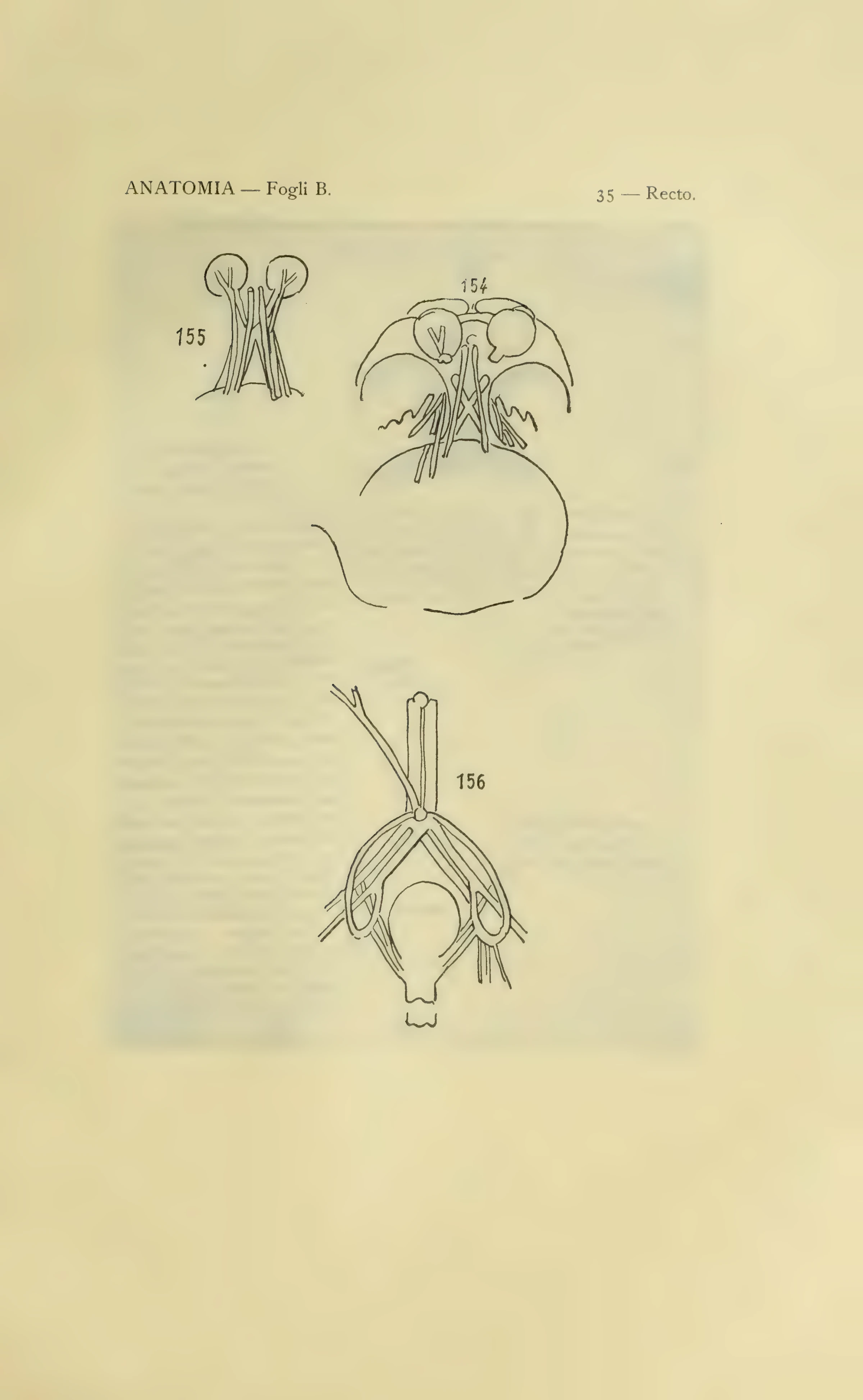 ウィンザー解剖手稿B 35葉表の図154–156を含む1901年版の図番号付き保護紙。