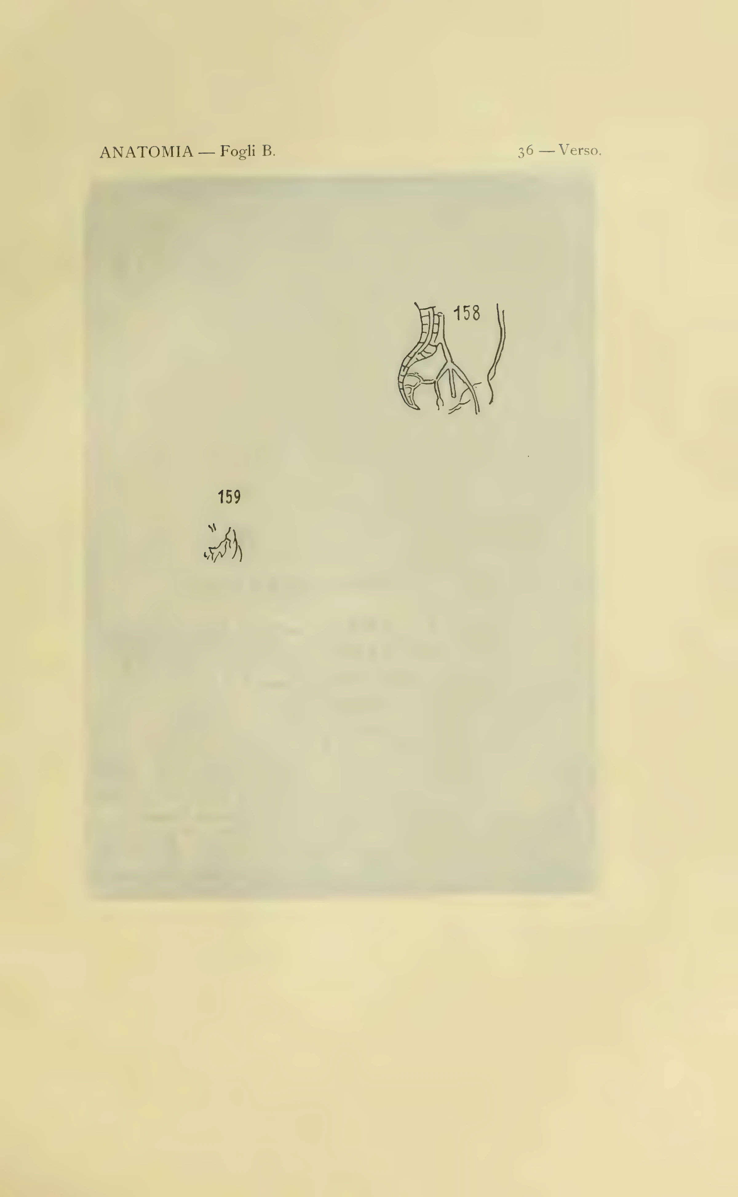 ウィンザー解剖手稿B 36葉裏の図158–159を含む1901年版の図番号付き保護紙。