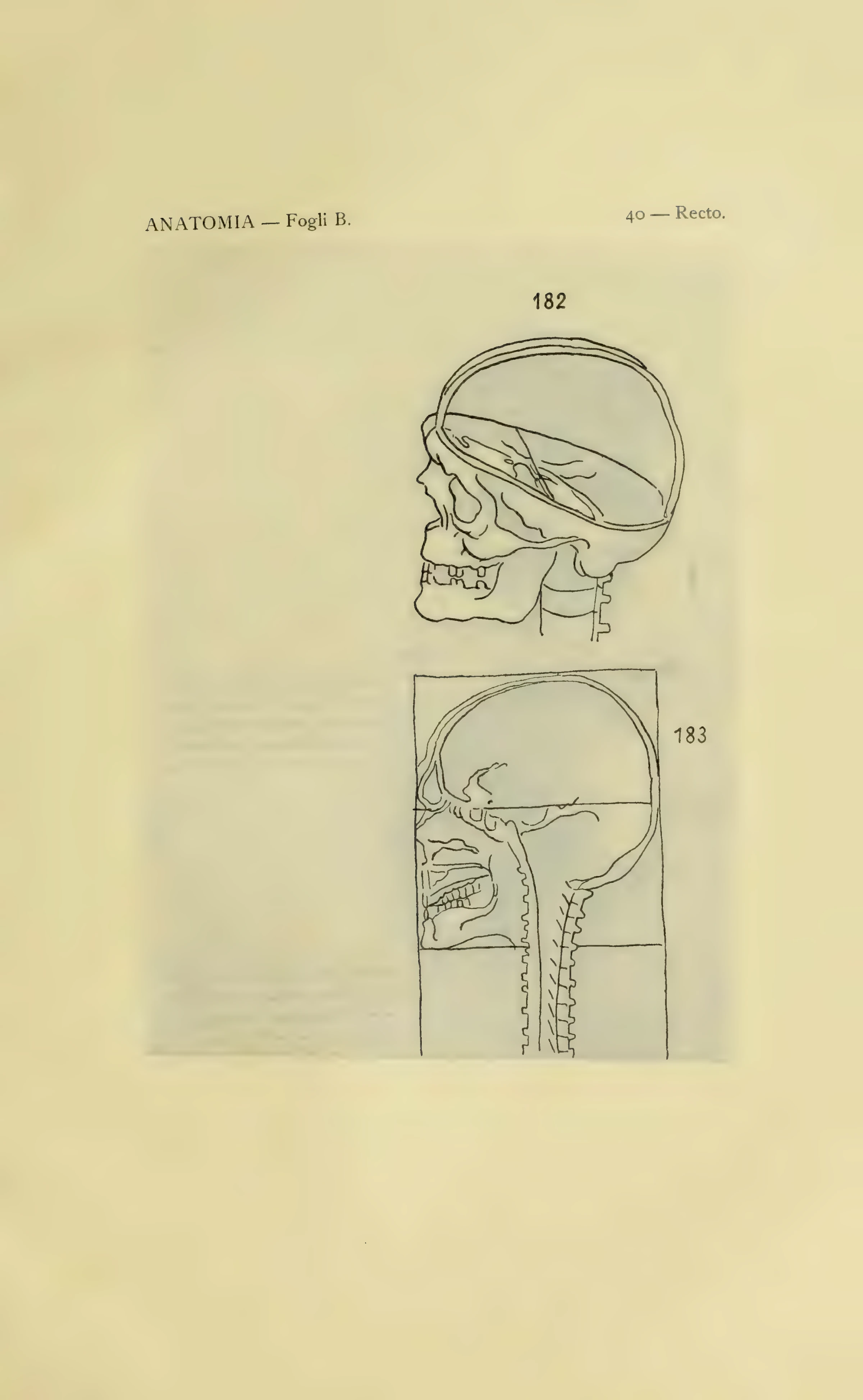 ウィンザー解剖手稿B 40葉表の図182–183を含む1901年版の図番号付き保護紙。