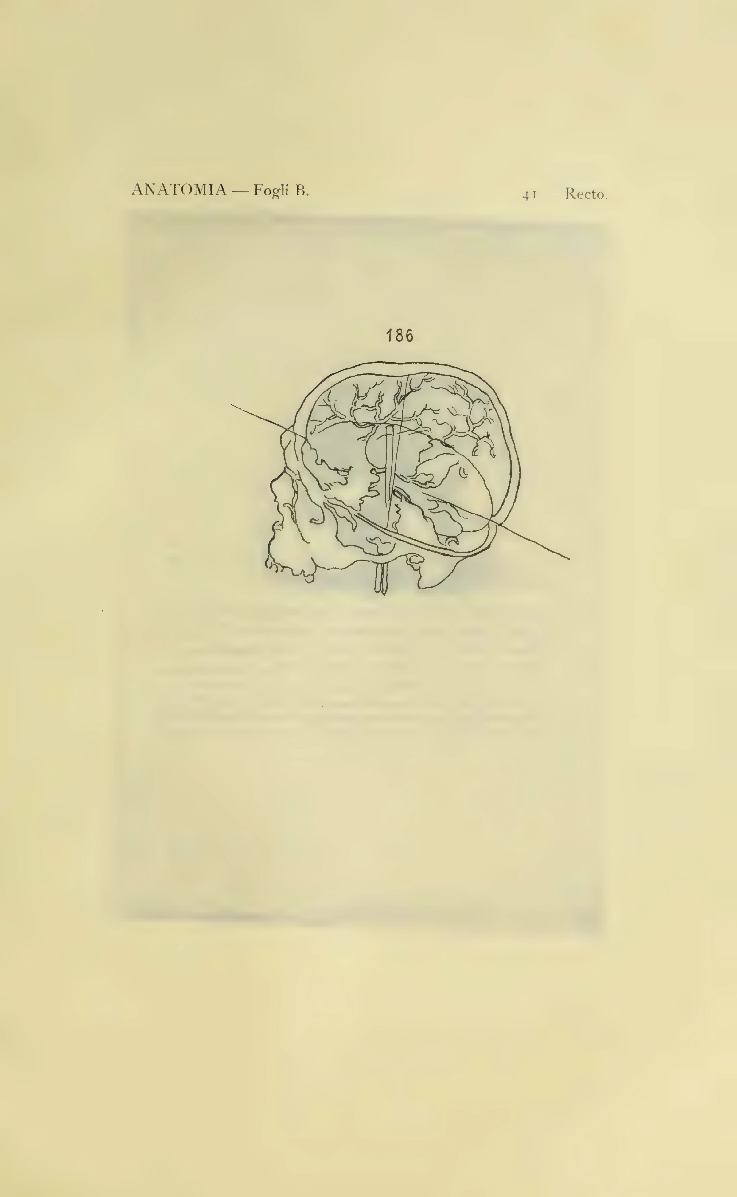 ウィンザー解剖手稿B 41葉表の図186を含む1901年版の図番号付き保護紙。