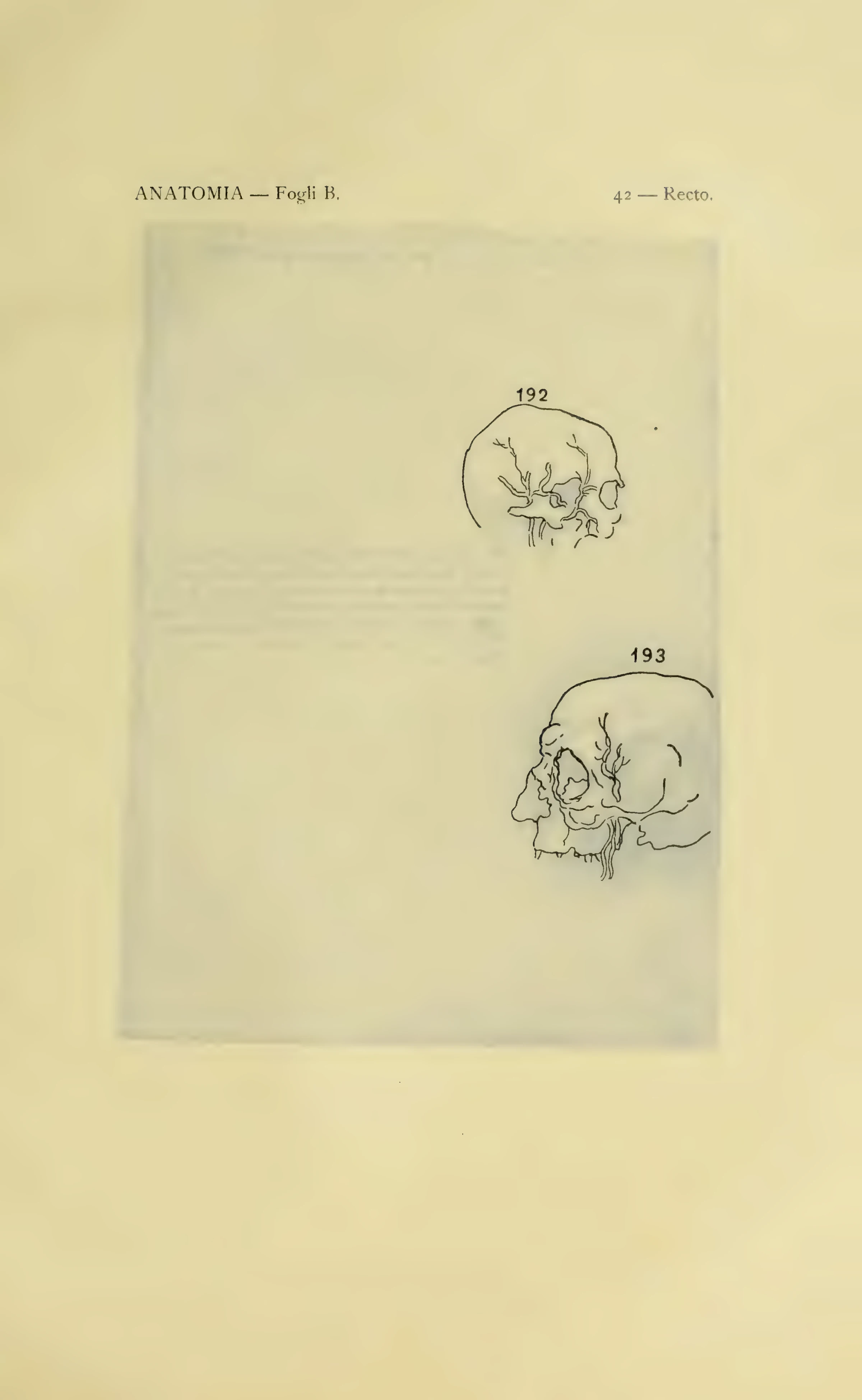 ウィンザー解剖手稿B 42葉表の図192–193を含む1901年版の図番号付き保護紙。